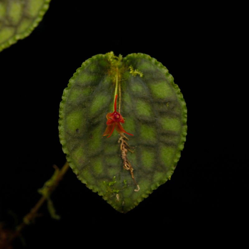 Lepanthes tentaculata[ ѥƥƥ󥿥顼 ] PN251023-05 