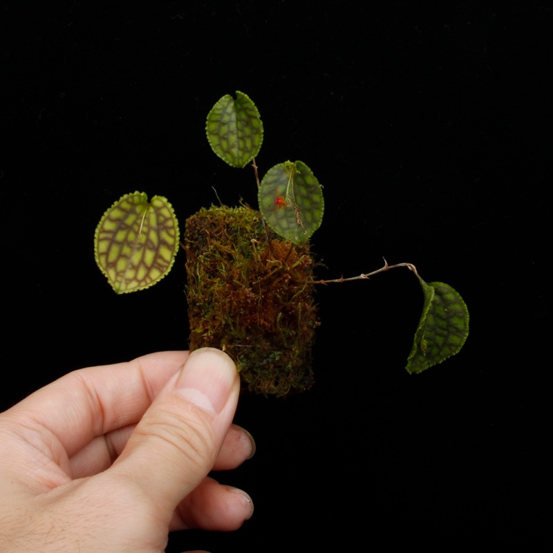 Lepanthes tentaculata[ ѥƥƥ󥿥顼 ] PN251023-05 