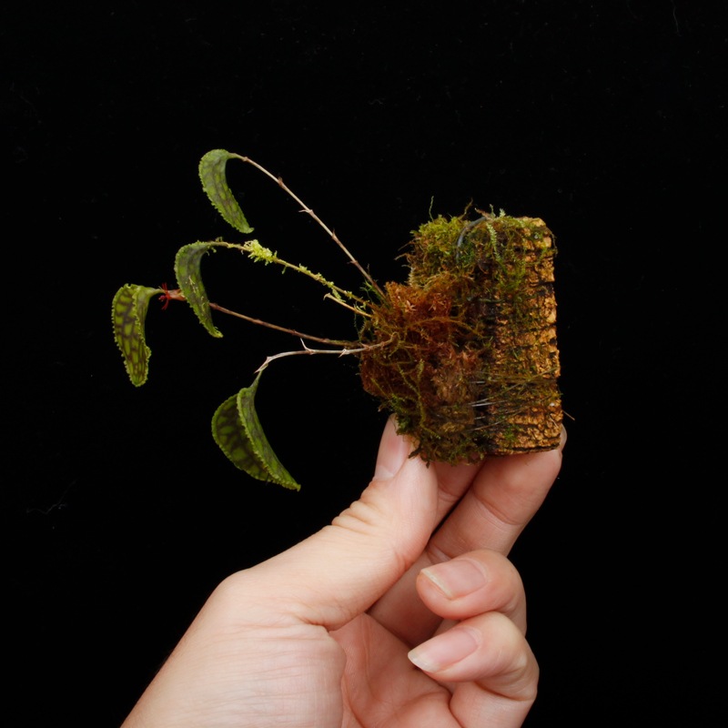 Lepanthes tentaculata[ ѥƥƥ󥿥顼 ] PN251023-05 