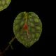 Lepanthes tentaculata[ ѥƥƥ󥿥顼 ] PN251023-05 