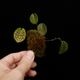 Lepanthes tentaculata[ ѥƥƥ󥿥顼 ] PN251023-05 