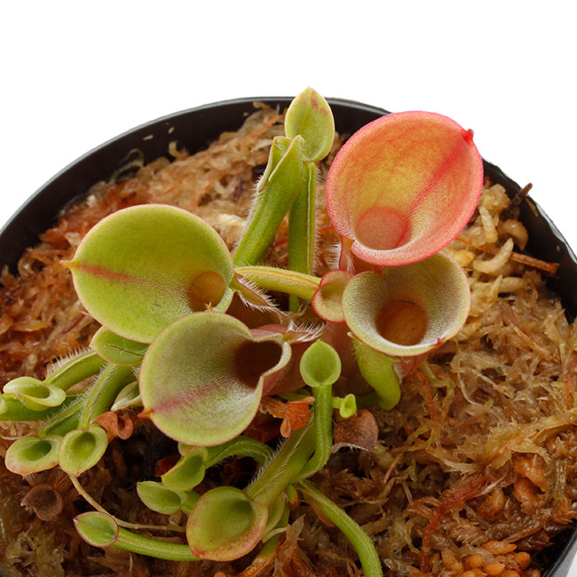 Heliamphora minor  " Burgundy-Black "[ إꥢե顦ߥΡ "Сǥ֥å " ] PN230317-14 
