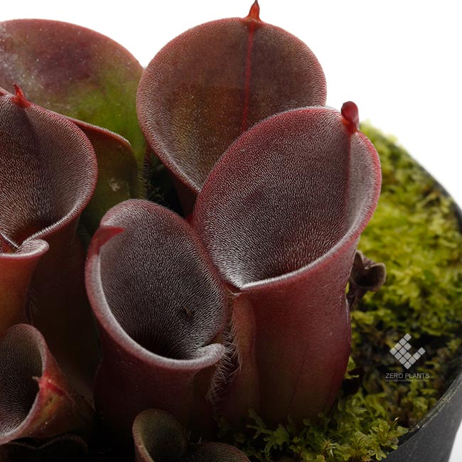 Heliamphora minor  " Burgundy-Black "[ إꥢե顦ߥΡ "Сǥ֥å " ] PN230317-14 