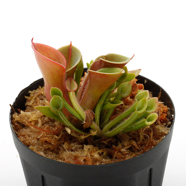 Heliamphora minor  " Burgundy-Black "[ إꥢե顦ߥΡ "Сǥ֥å " ] PN230317-14 