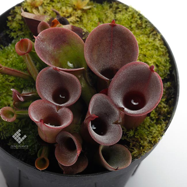Heliamphora minor  " Burgundy-Black "[ إꥢե顦ߥΡ "Сǥ֥å " ] PN230317-14 