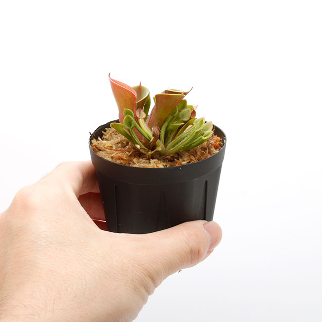 Heliamphora minor  " Burgundy-Black "[ إꥢե顦ߥΡ "Сǥ֥å " ] PN230317-14 