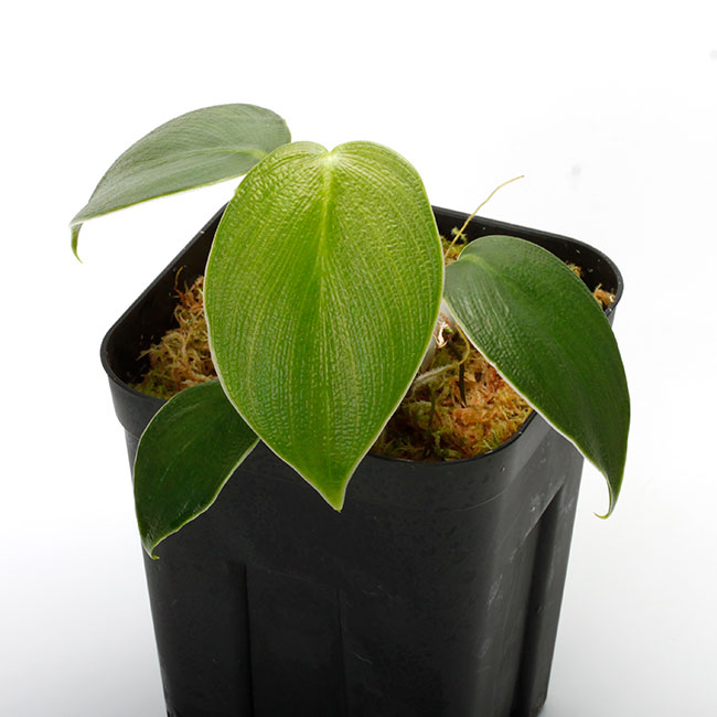 その他観葉植物 Philodendron pigskin (rugosum) Philodendron rugosum 