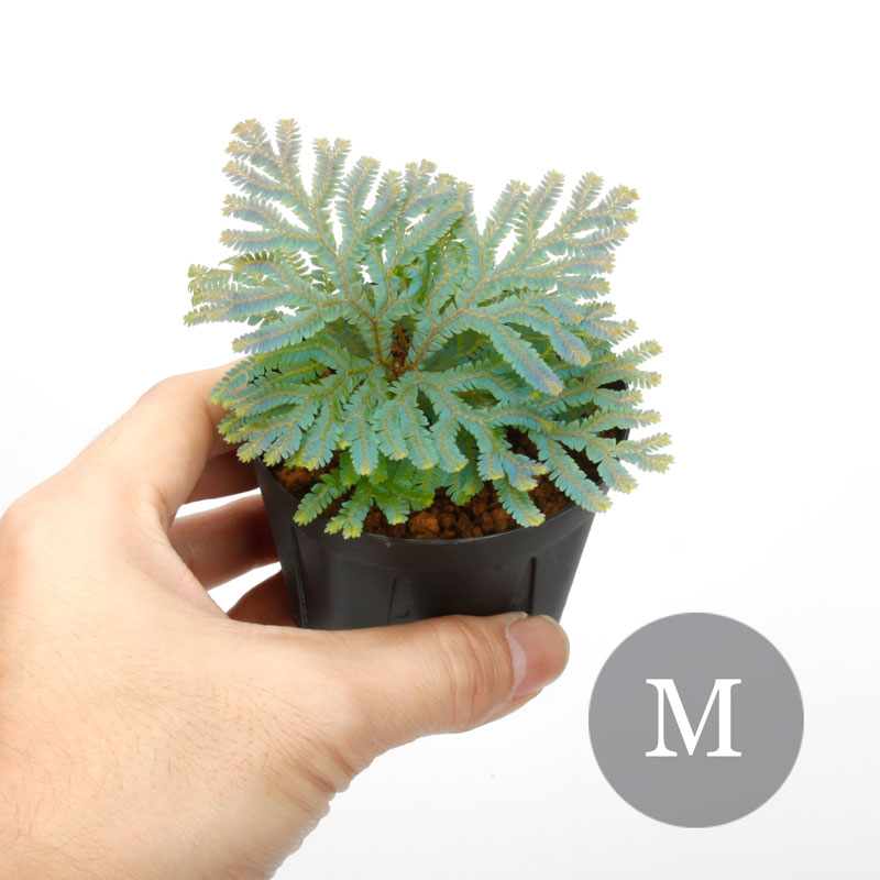 Selaginella siamensis[ 饸ͥ顦󥷥 ]1ݥå