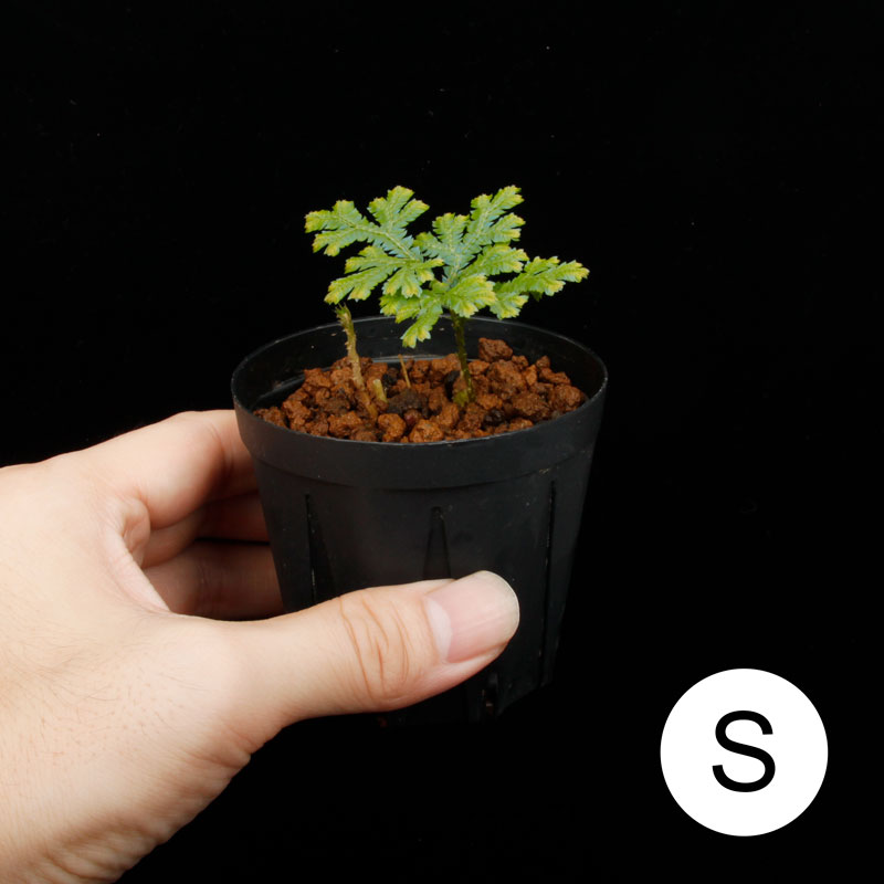 Selaginella siamensis[ 饸ͥ顦󥷥 ]1ݥå