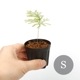 Selaginella siamensis[ 饸ͥ顦󥷥 ]1ݥå
