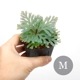 Selaginella siamensis[ 饸ͥ顦󥷥 ]1ݥå