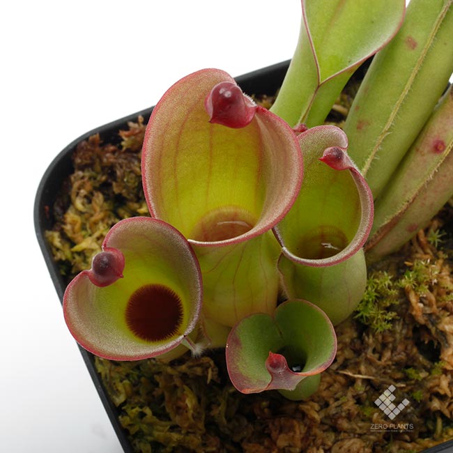 Heliamphora huberi (Amuri Tepui)��[ �إꥢ��ե��顦�ե٥� ]���� PN180915-04 ��