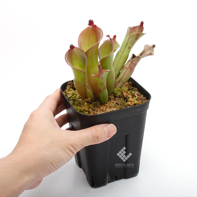 Heliamphora huberi (Amuri Tepui)��[ �إꥢ��ե��顦�ե٥� ]���� PN180915-04 ��