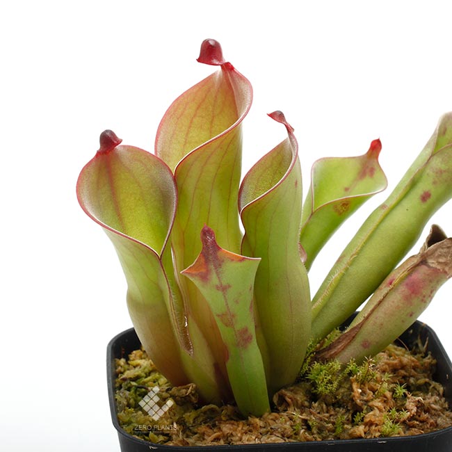 Heliamphora huberi (Amuri Tepui)��[ �إꥢ��ե��顦�ե٥� ]���� PN180915-04 ��