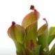 Heliamphora huberi (Amuri Tepui)��[ �إꥢ��ե��顦�ե٥� ]���� PN180915-04 ��