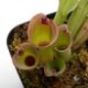 Heliamphora huberi (Amuri Tepui)��[ �إꥢ��ե��顦�ե٥� ]���� PN180915-04 ��