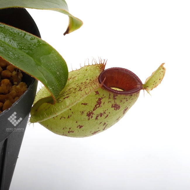 Nepenthes ampullaria 