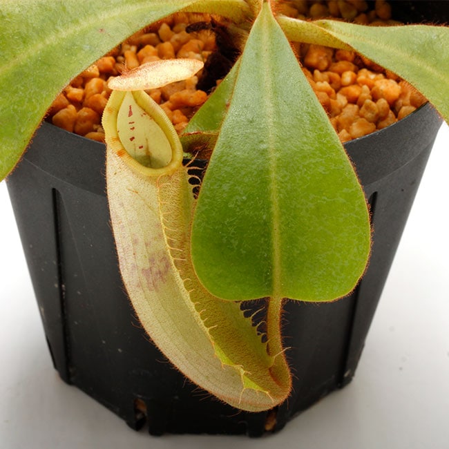 Nepenthes veitchii 