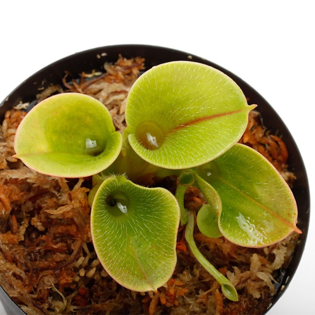 Heliamphora minor var. pilosa (Auyan)��[ �إꥢ��ե��顦�ߥΡ��� var. �ԥ��� ]���� PN230317-15 ��