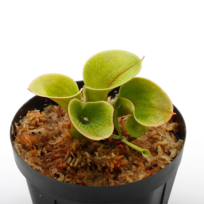 Heliamphora minor var. pilosa (Auyan)��[ �إꥢ��ե��顦�ߥΡ��� var. �ԥ��� ]���� PN230317-15 ��