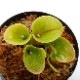 Heliamphora minor var. pilosa (Auyan)��[ �إꥢ��ե��顦�ߥΡ��� var. �ԥ��� ]���� PN230317-15 ��