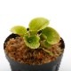 Heliamphora minor var. pilosa (Auyan)��[ �إꥢ��ե��顦�ߥΡ��� var. �ԥ��� ]���� PN230317-15 ��