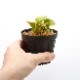 Heliamphora minor var. pilosa (Auyan)��[ �إꥢ��ե��顦�ߥΡ��� var. �ԥ��� ]���� PN230317-15 ��