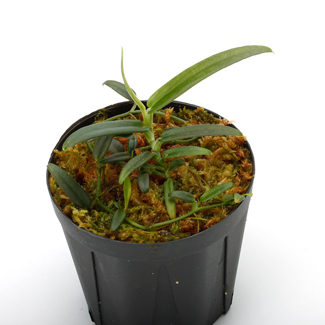 Schismatoglottis sp. from Nanga Pinoh（水中のん）【AZ0611-16
