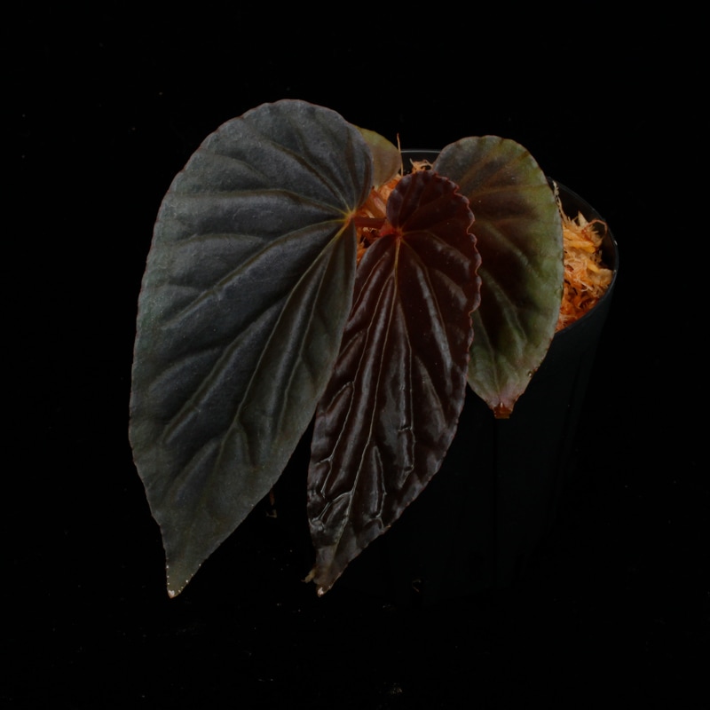 Begonia sp. Black Blood ベゴニア ブラック・ブラッド Begonia sp. 