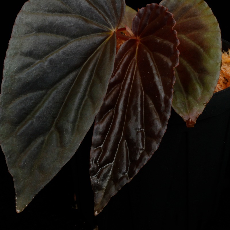 Begonia sp. " Black Blood " [ �٥��˥� sp. " �֥�å����֥�å� " ]��1�ݥå�