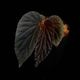 Begonia sp. " Black Blood " [ �٥��˥� sp. " �֥�å����֥�å� " ]��1�ݥå�
