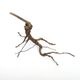 Drift Wood / �ɥ�եȥ��åɡ��� �֥�å� / S / NB2508-06 �� [ �ѥ���ꥦ�ࡢ�����ꥦ��Υ쥤�����Ȥ˺�Ŭ��ή�� ]