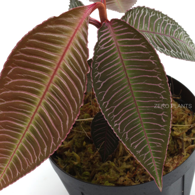 Ardisia sp.��" Perlis, Malaysia "��[ ����ǥ����� sp. " �ץ�ꥹ���ޥ졼���� " ]���� PN180915-05 ��