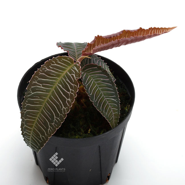 Ardisia sp.��" Perlis, Malaysia "��[ ����ǥ����� sp. " �ץ�ꥹ���ޥ졼���� " ]���� PN180915-05 ��