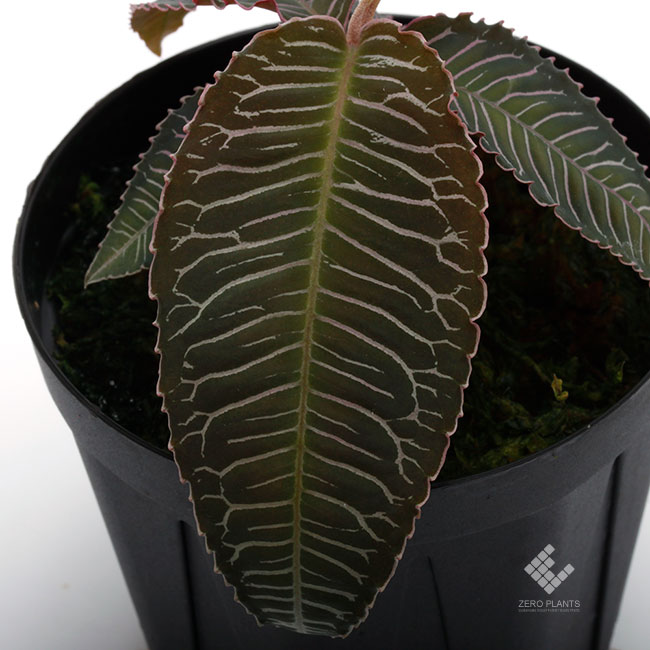 Ardisia sp.��" Perlis, Malaysia "��[ ����ǥ����� sp. " �ץ�ꥹ���ޥ졼���� " ]���� PN180915-05 ��