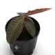 Ardisia sp.��" Perlis, Malaysia "��[ ����ǥ����� sp. " �ץ�ꥹ���ޥ졼���� " ]���� PN180915-05 ��