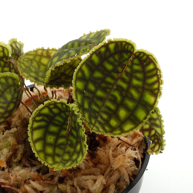 Lepanthes calodictyon [ レパンテス・カロディクティオン