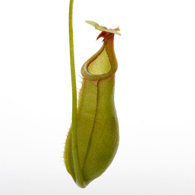 Nepenthes bicalcarata 