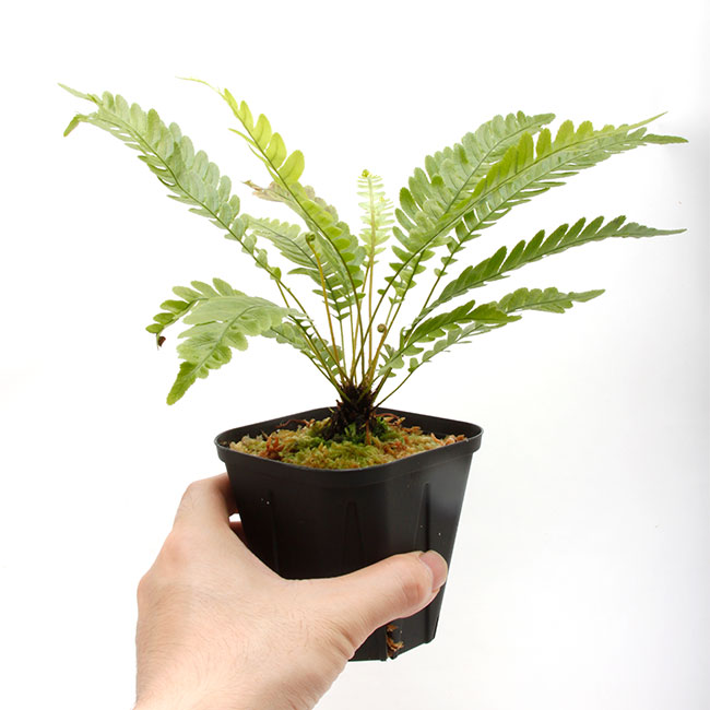 ブレクナム obtusatum var. francii TypeB 子株側 Blechnum obtusatum var. francii TypeB [ ブレクナム