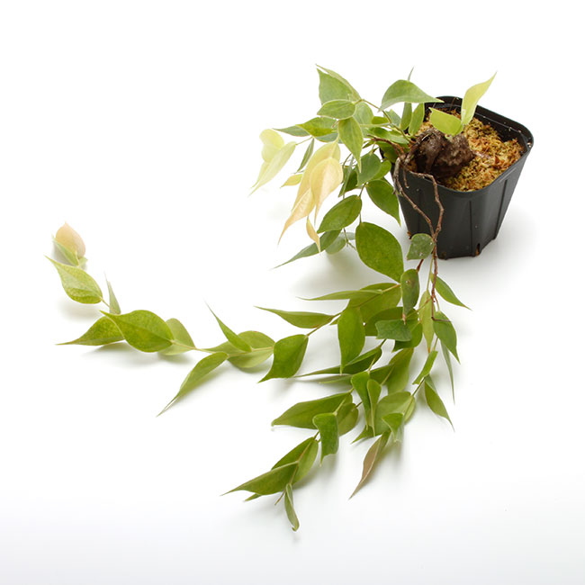 Ceratostema pendens��[ ����ȥ��ƥޡ��ڥ�ǥ� ]���� PN230317-16 ��