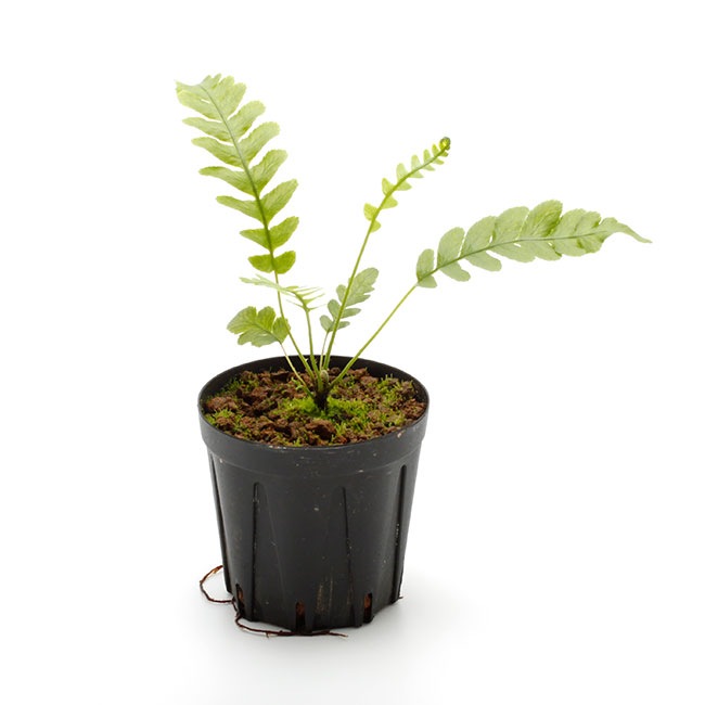 Blechnum obtusatum var. obtusatum [ ブレクナム・オブツサタム var