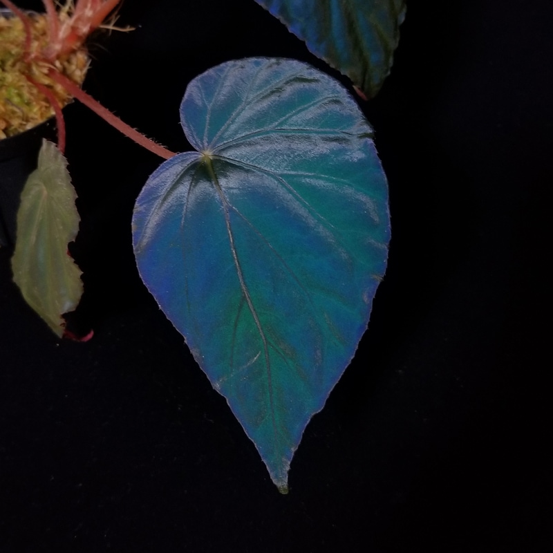 Begonia pavonina [ ベゴニア・パボニナ ] 【 元祖青光り原種ベゴニア