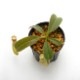 Nepenthes maxima "  Wavy-leaf "��[ �ͥڥ�ƥ����ޥ����� "�������ӡ��꡼��" ]���� Borneo Exotics / BE-3786 �ۡ� PN200205-59 ��