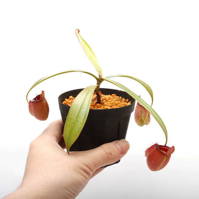 Nepenthes ampullaria " HARLEQUIN "[ ͥڥƥץꥢ "ϡ쥯" ] Borneo Exotics / BE-3681 ۡ PN220419-05 