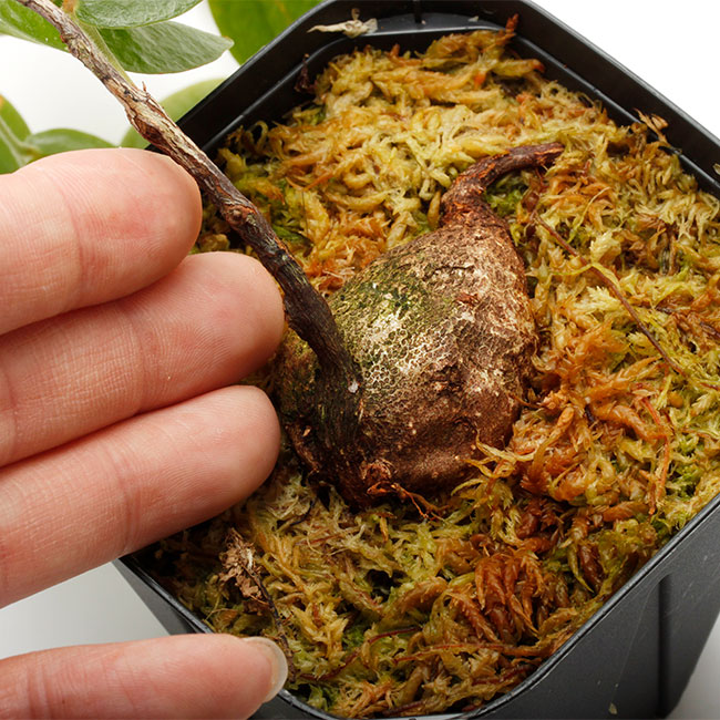 Ceratostema pendens[ ȥƥޡڥǥ ] PN230317-17 