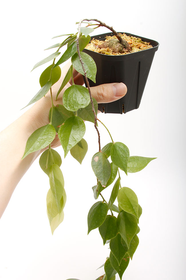 Ceratostema pendens[ ȥƥޡڥǥ ] PN230317-17 