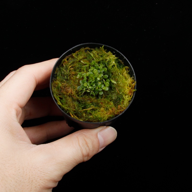 Specklinia dressleri (syn. Pleurothallis dressleri)��[ ���ڥå���˥����ɥ�å���� ]���� PN251201-11 ��