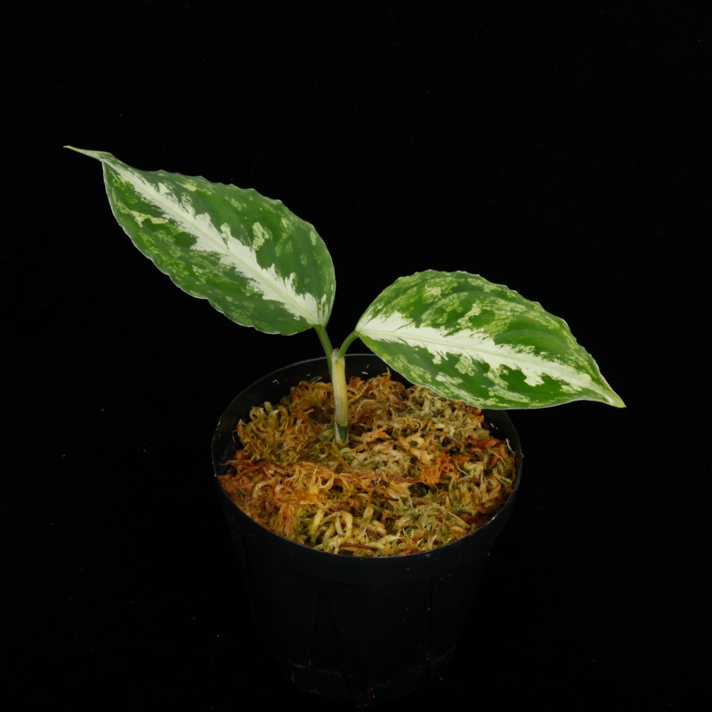 Aglaonema pictum " Black Crocodile / Lubuklinggau202309 " [ 饪ͥޡԥ " ֥å "  ] PN251030-01 