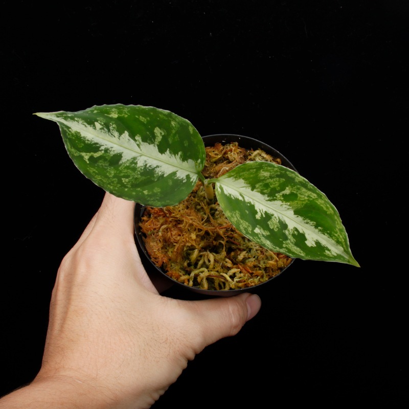 Aglaonema pictum " Black Crocodile / Lubuklinggau202309 " [ 饪ͥޡԥ " ֥å "  ] PN251030-01 