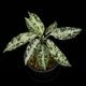 Aglaonema pictum " Black Crocodile / Lubuklinggau202309 " [ 饪ͥޡԥ " ֥å "  ] PN251030-01 